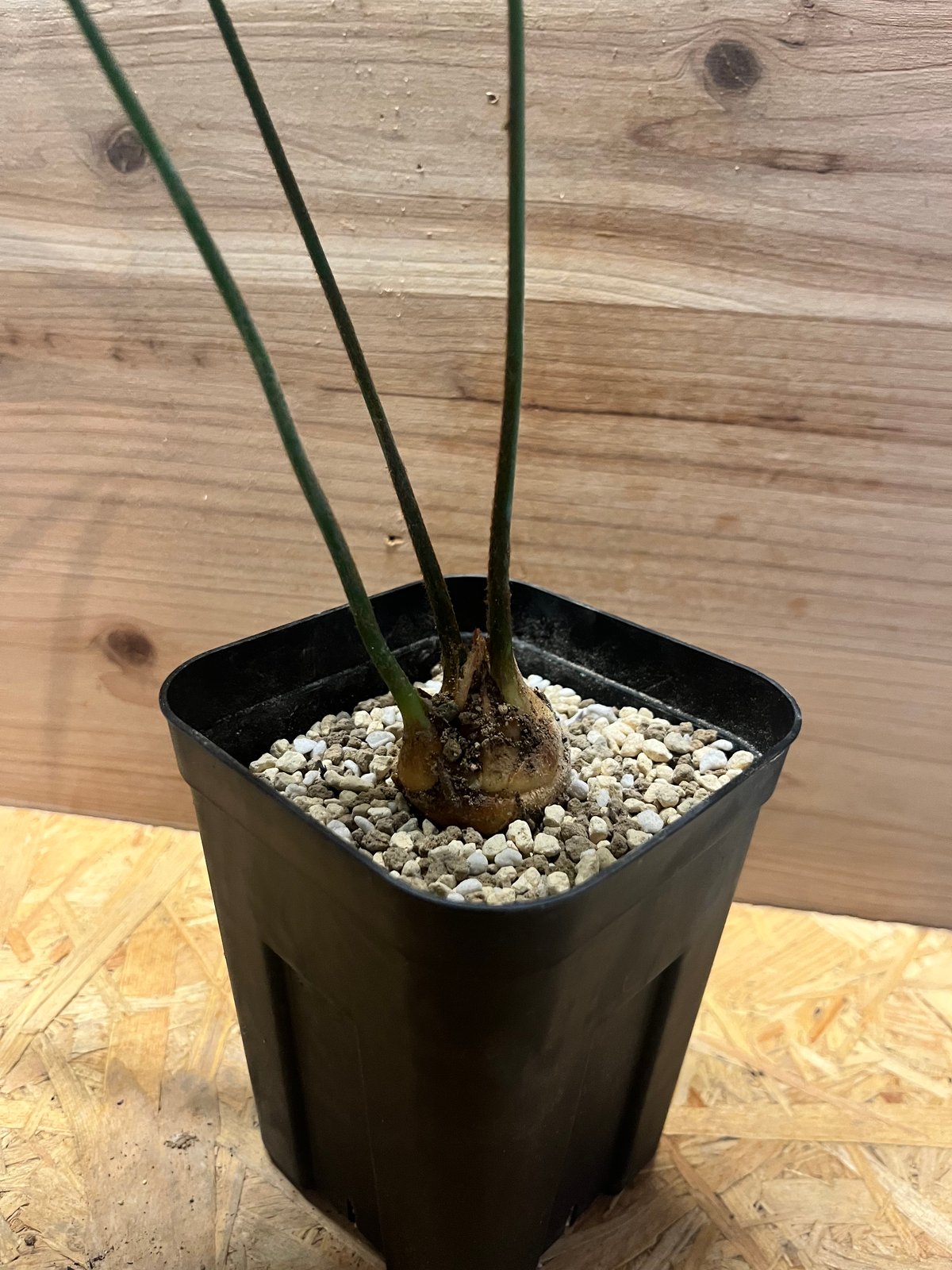 サイカス デバオエンシス | GREEN LUCK