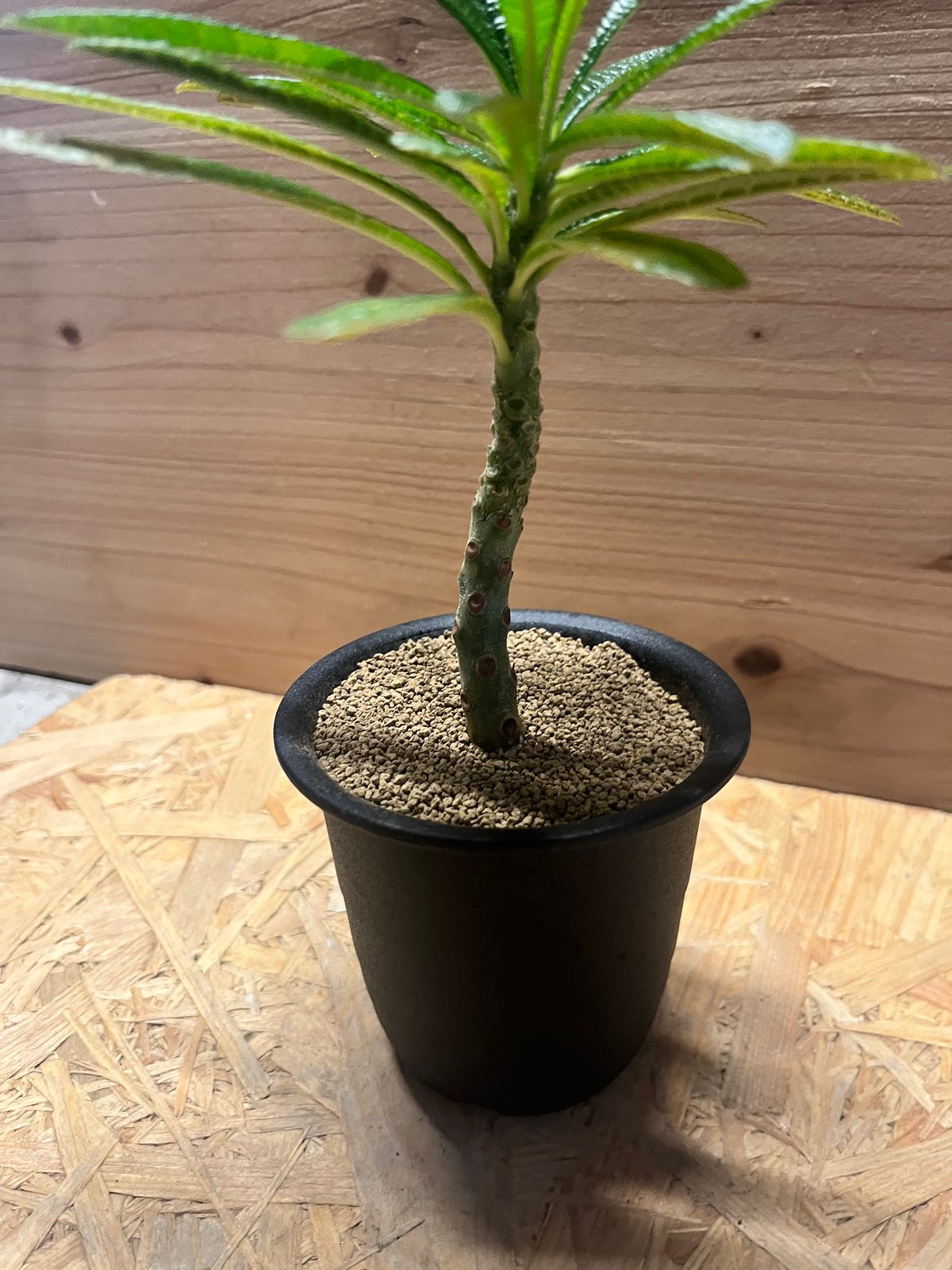 ドリステニア　ギガス ドルステニア ギガス 「Dorstenia gigas」4/26-368 | SHOUCHIKUEN