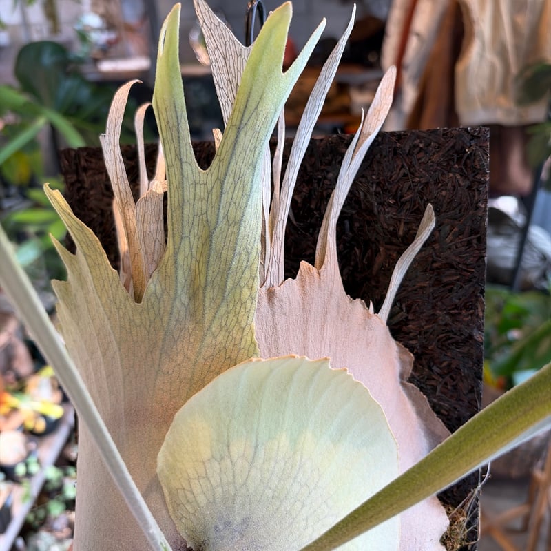 ビカクシダ ベイチー ワイルド | GREEN LUCK