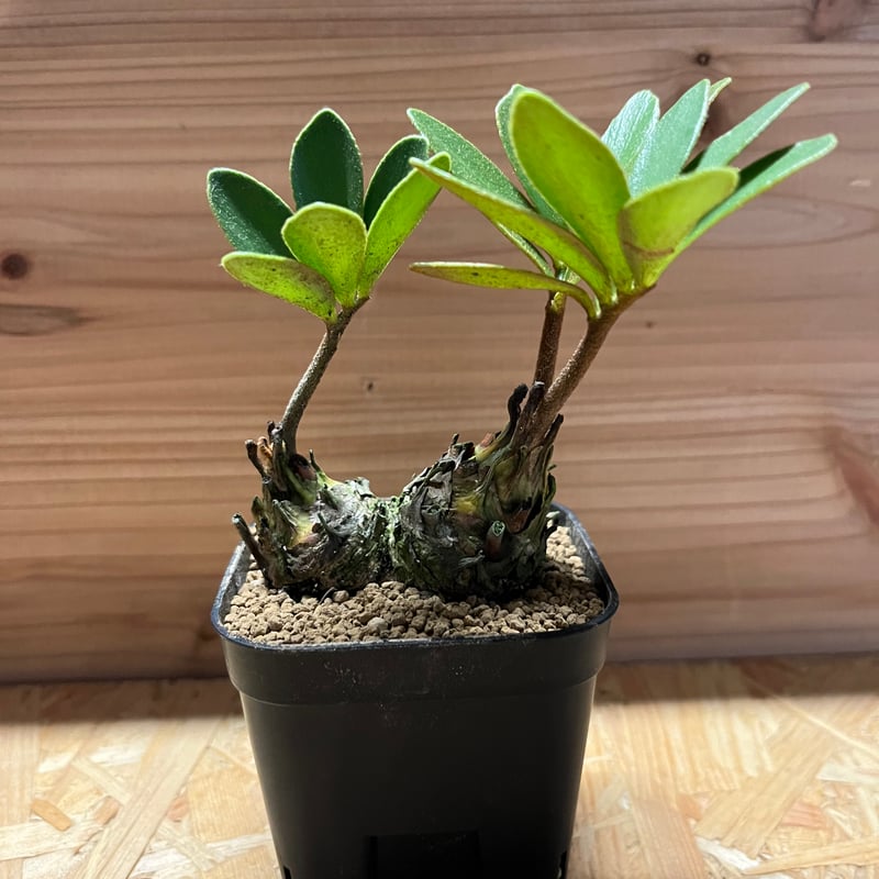 c*n様 ザミアフルフラセア（メキシコソテツ）厳選品　8寸 c*n様 ザミアフルフラセア（メキシコソテツ）厳選品 8寸 2025年