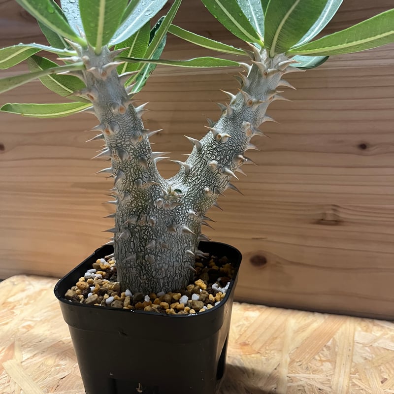 パキポディウム デンシフローラム | GREEN LUCK