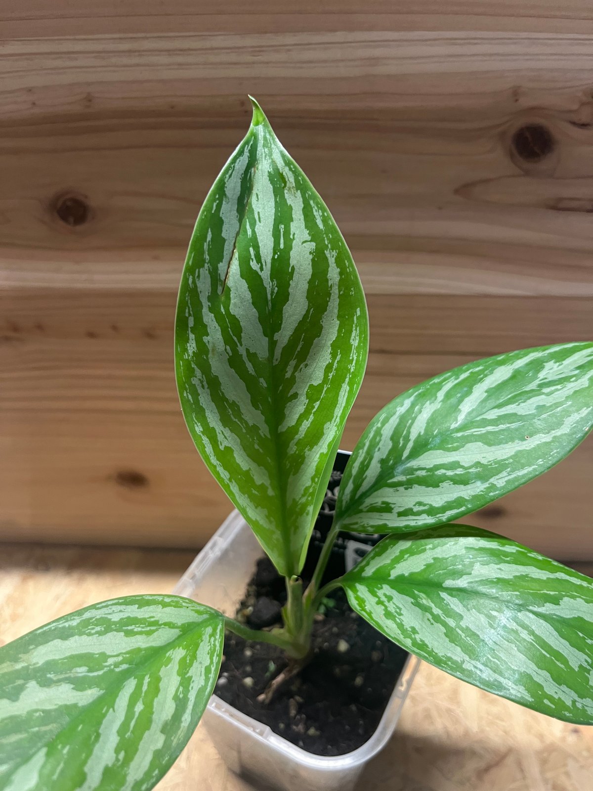 アグラオネマ ニティドゥム カーティシー | GREEN LUCK