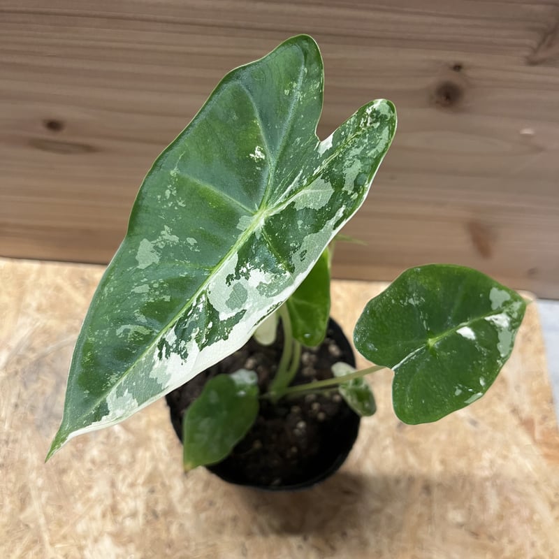 アロカシア グリーンベルベット 斑入り | GREEN LUCK