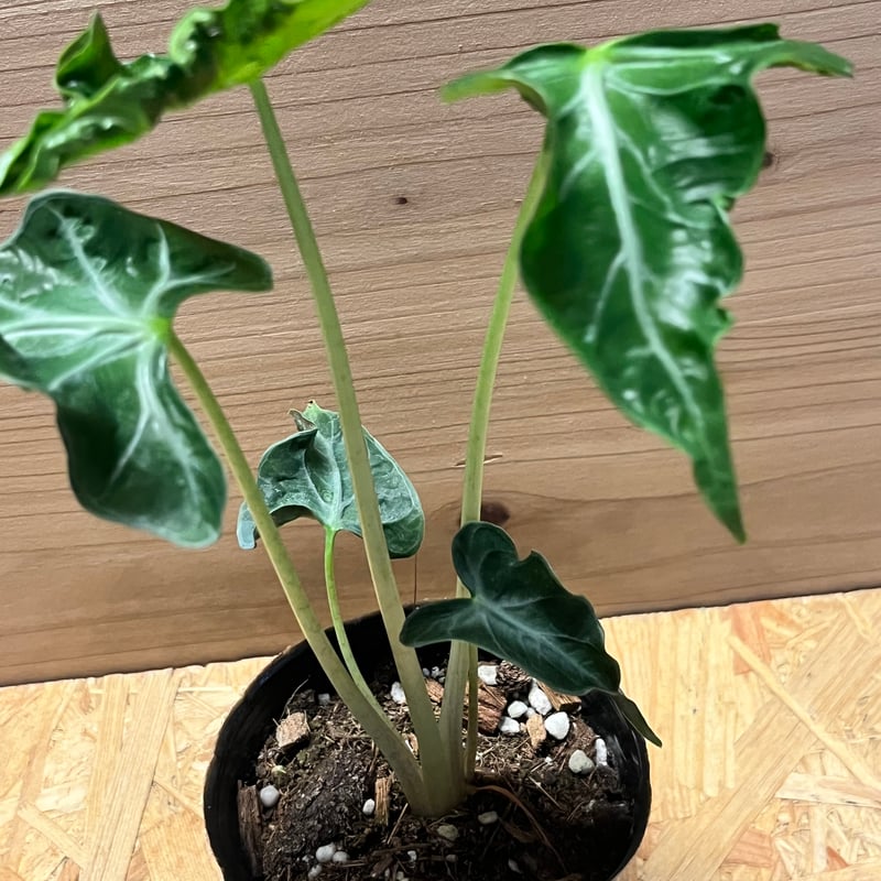Alocasia Loco アロカシア・ロコ アロカシア・ロコ Alocasia 'Loco' | Plants Baka
