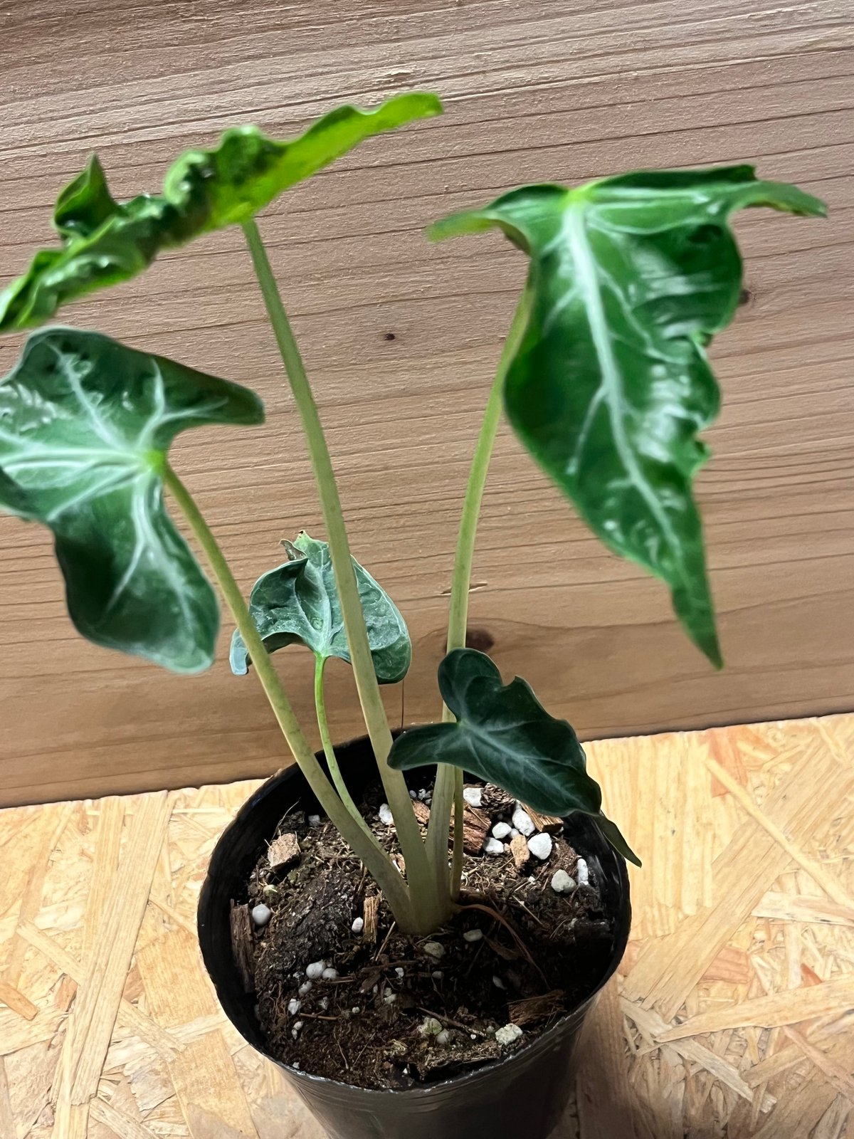 Alocasia Loco x 10 plants アロカシア・ロコ アロカシア ロコ | GREEN LUCK