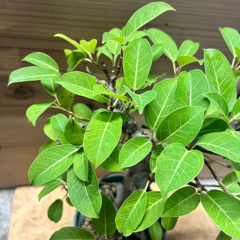 ガジュマル 古木 フィカス ミクロカルパ | GREEN LUCK