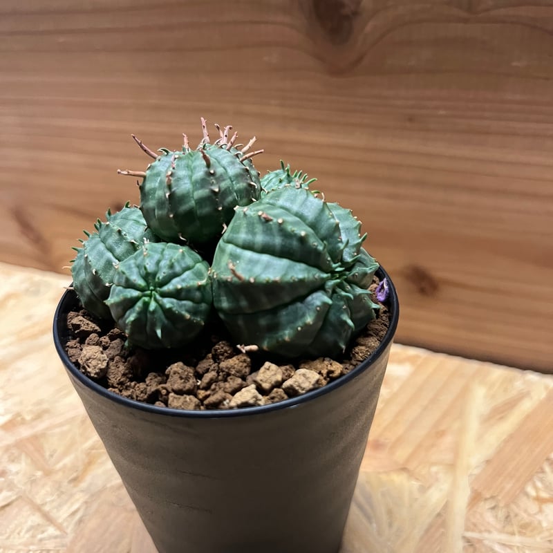 ユーフォルビア バリダ 群生 | GREEN LUCK