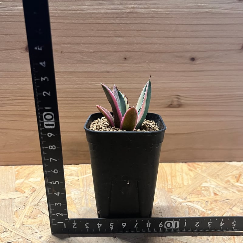 アガベ チタノタ スナグルトゥース | GREEN LUCK