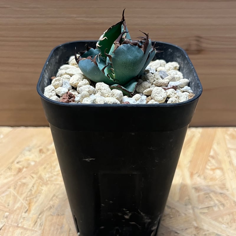 アガベ チタノタ ブルーボール | GREEN LUCK