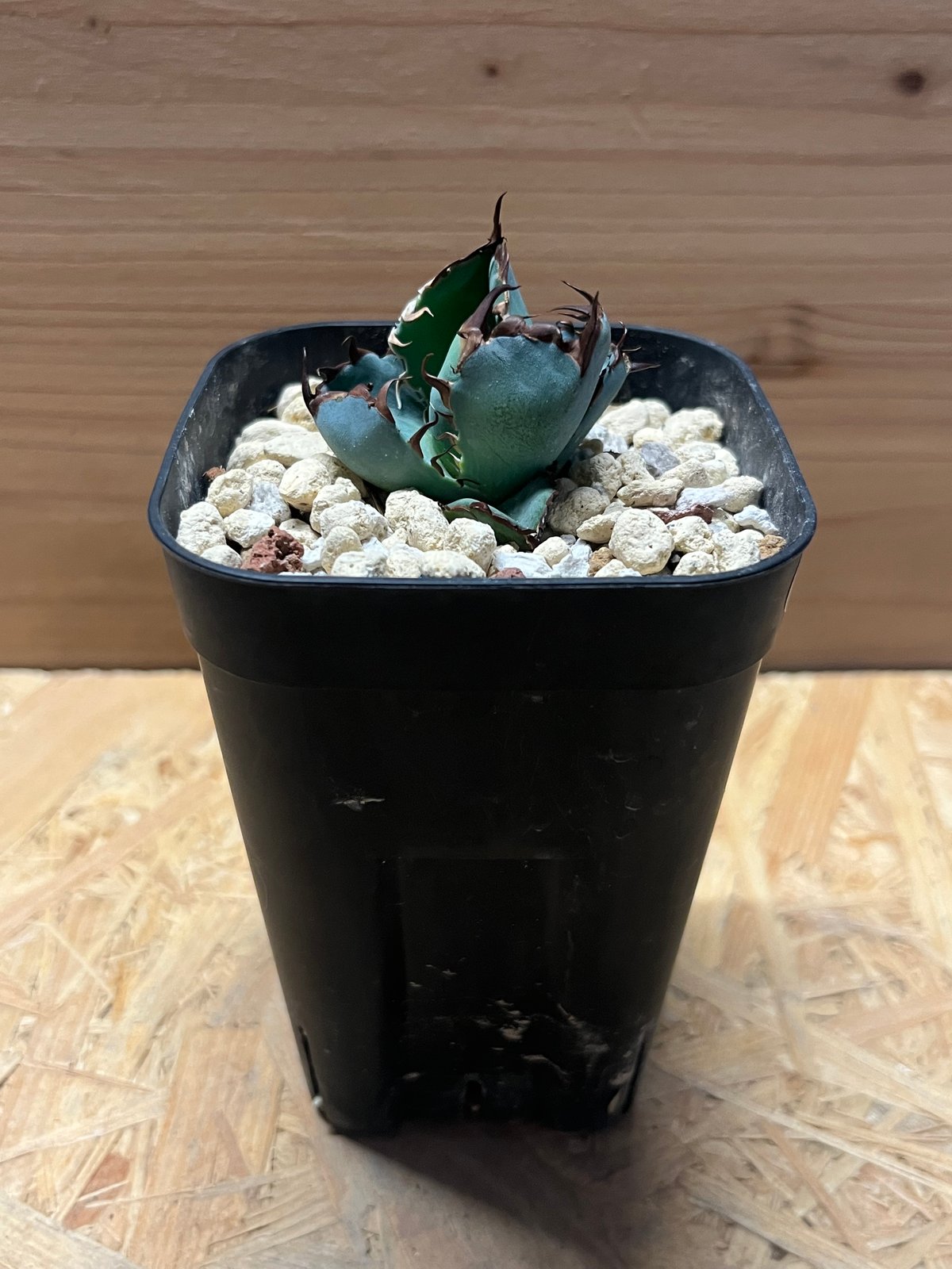 アガベ チタノタ ブルーボール | GREEN LUCK