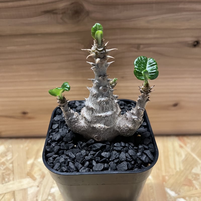 な*ん様 パキポディウムグラキリス　ダブルヘッド パキポディウムグラキリス ダブルヘッド 盆栽 モンスター