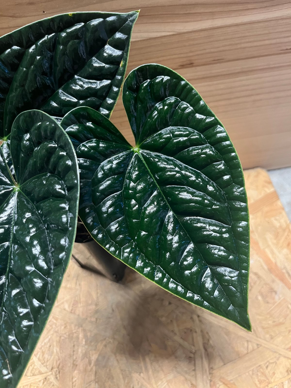 アンスリウム ルクスリアンス 'ブラック' | GREEN LUCK