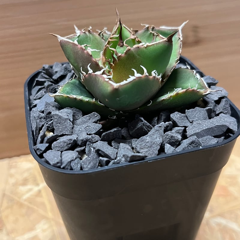 アガベ チタノタ 'NO NAME' 台湾ヤンチェン | GREEN LUCK