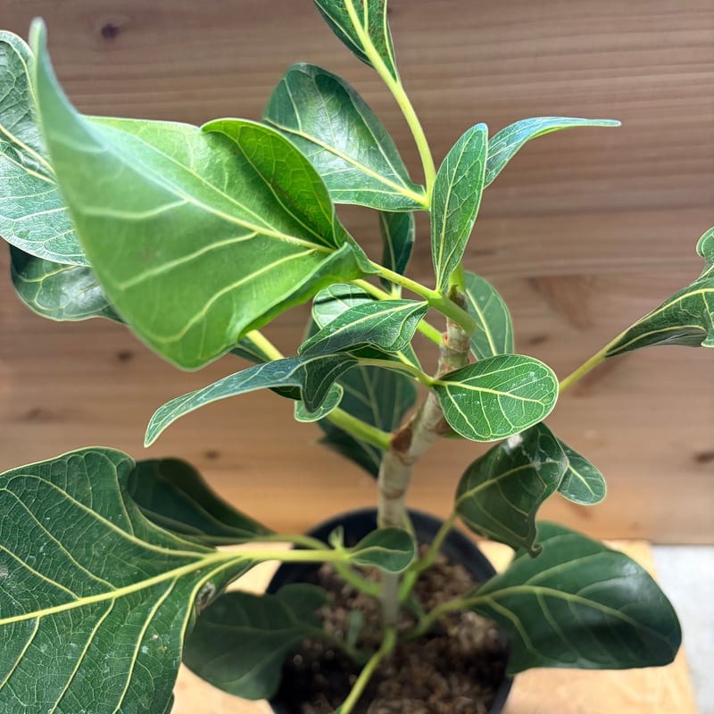 フィカス クリシュナボダイジュ | GREEN LUCK