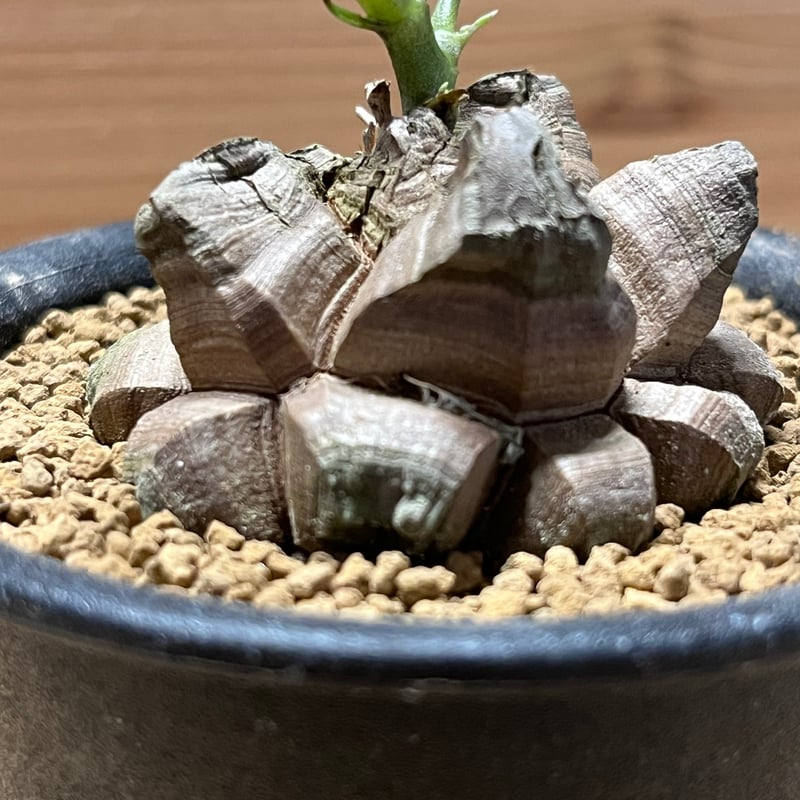 亀甲竜 ディオスコレア エレファンティペス | GREEN LUCK