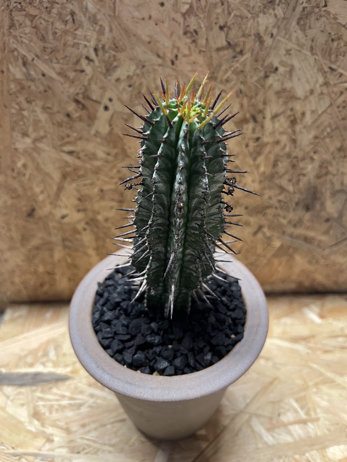 ☆極上品☆ 白衣ホリダ　ゼブラホリダ　伝市鉢　オベサ　ユーフォルビア　幅10cm 03744cdb73aa4a0845e8916741a055