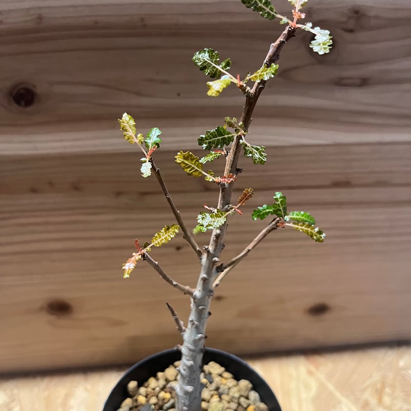 ボスウェリア　ポポビアナ NO.1希少サボテン「実生」Boswellia popoviana ボスウェリア