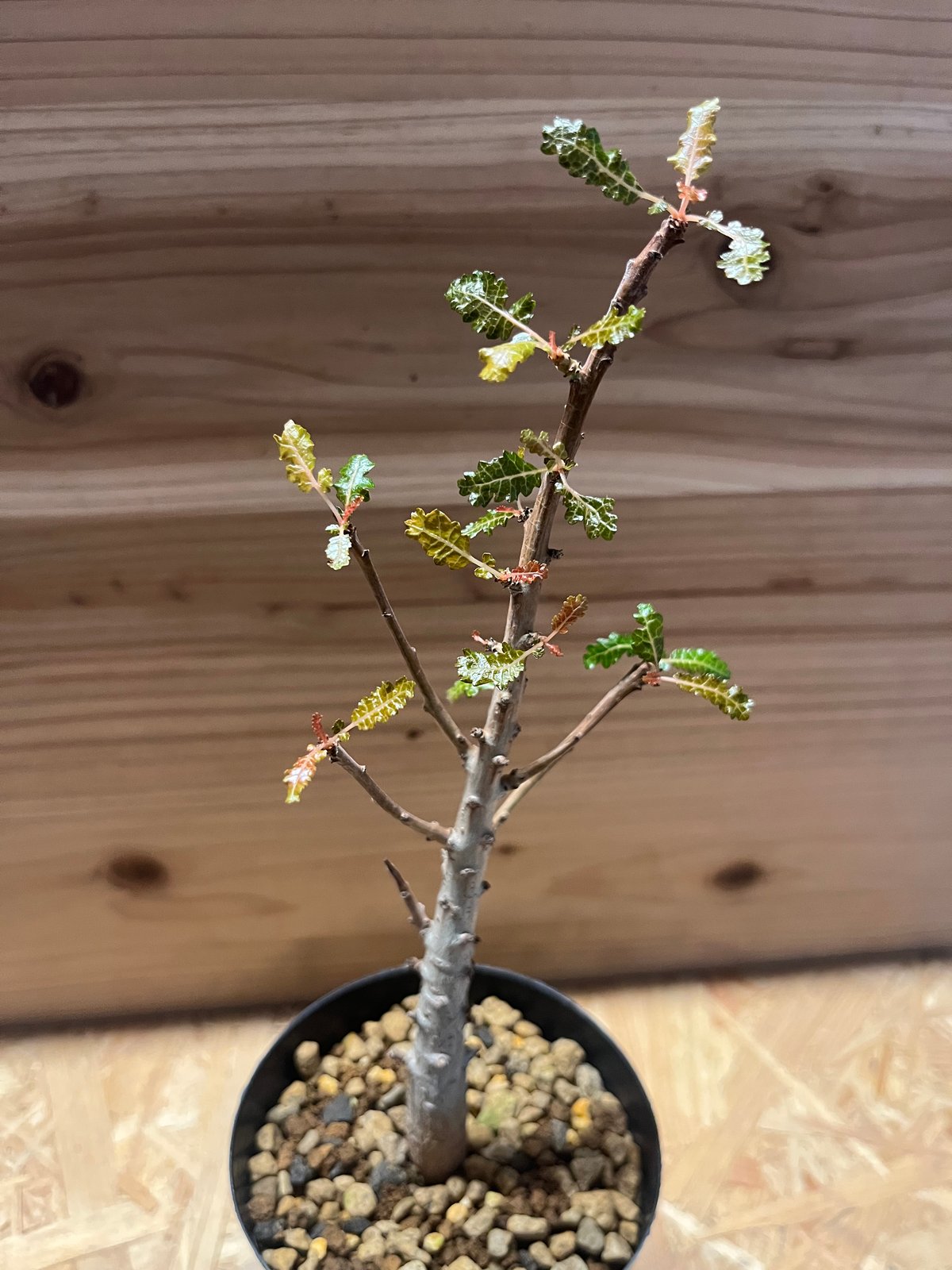 ボスウェリア ナナ | GREEN LUCK