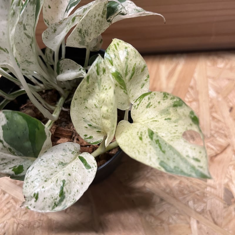 エピプレムナム ピナツム 'マーブル' | GREEN LUCK