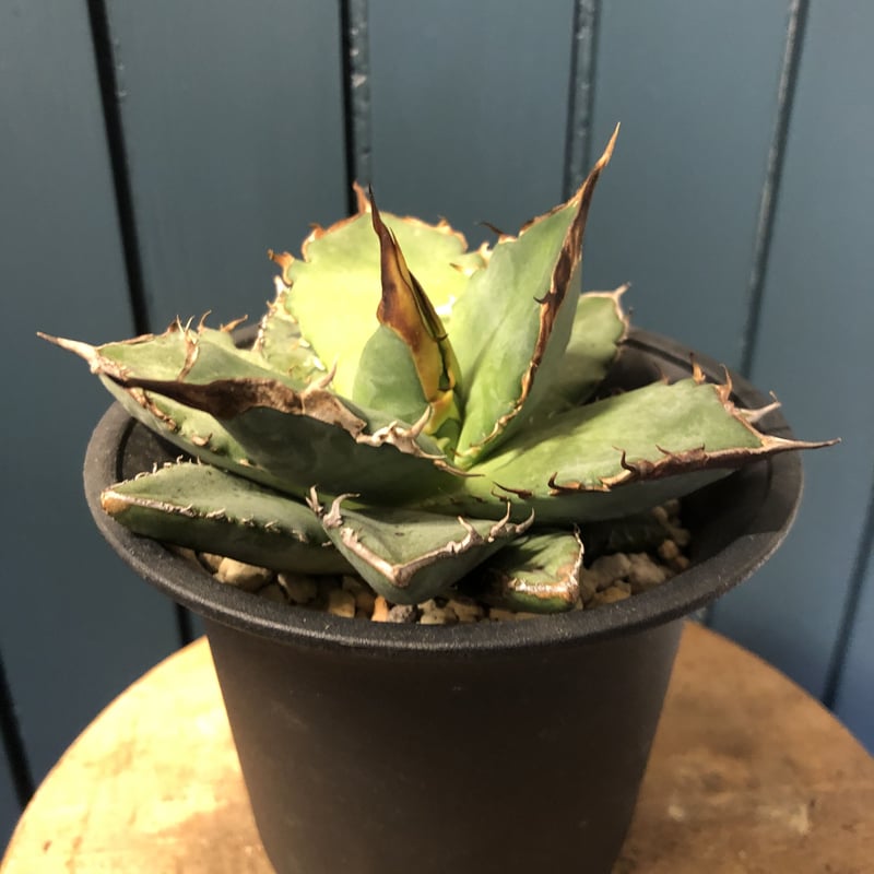 アガベ チタノタ FO-76 現品鉢ごと アガベ チタノタ FO-76 現品鉢ごと - メルカリ