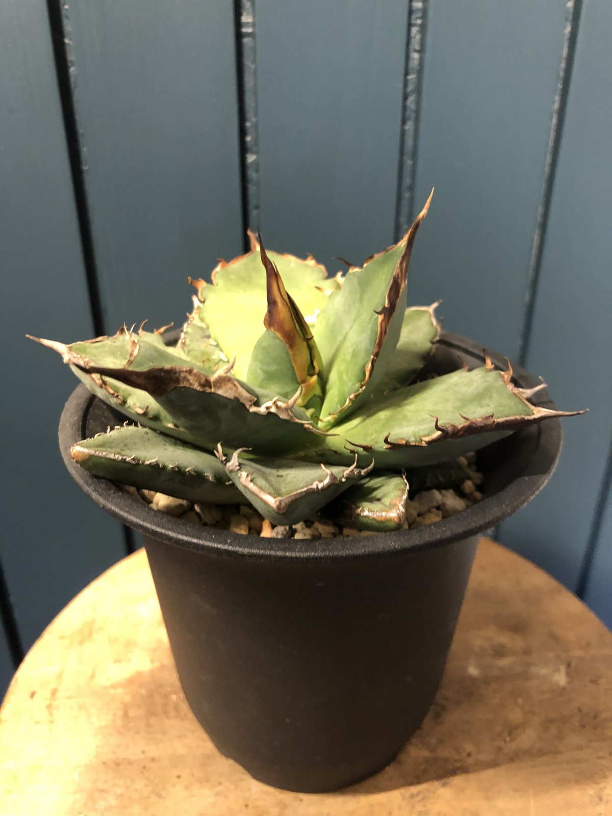 アガベ チタノタ Agave titanota oteroi (FO-76) | GREEN