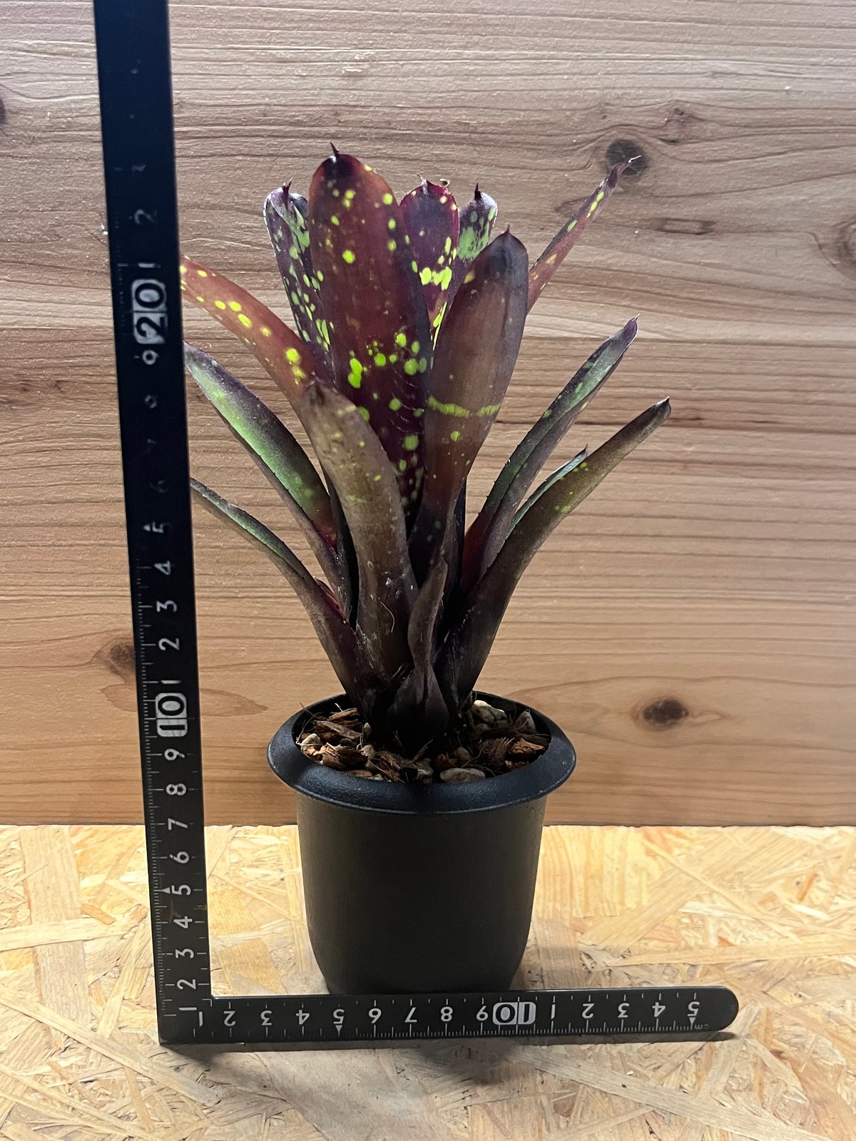 ネオレゲリア　ノスフェラトゥ ネオレゲリア ノスフェラトゥ | GREEN LUCK