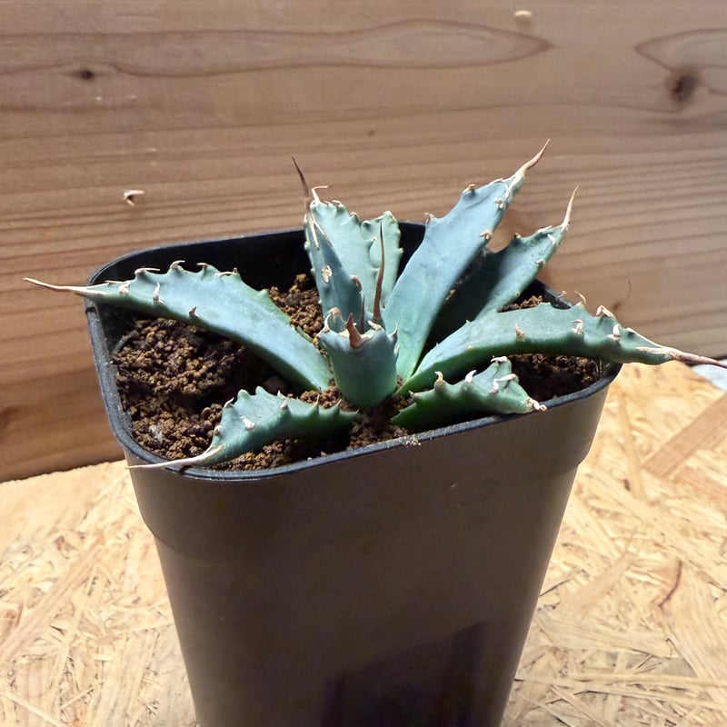 アガベ ユタエンシス エボリスピナ | GREEN LUCK