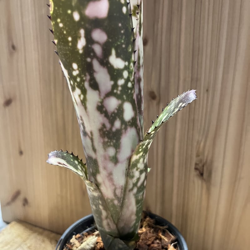 ビルベルギア メリーモナーク | GREEN LUCK