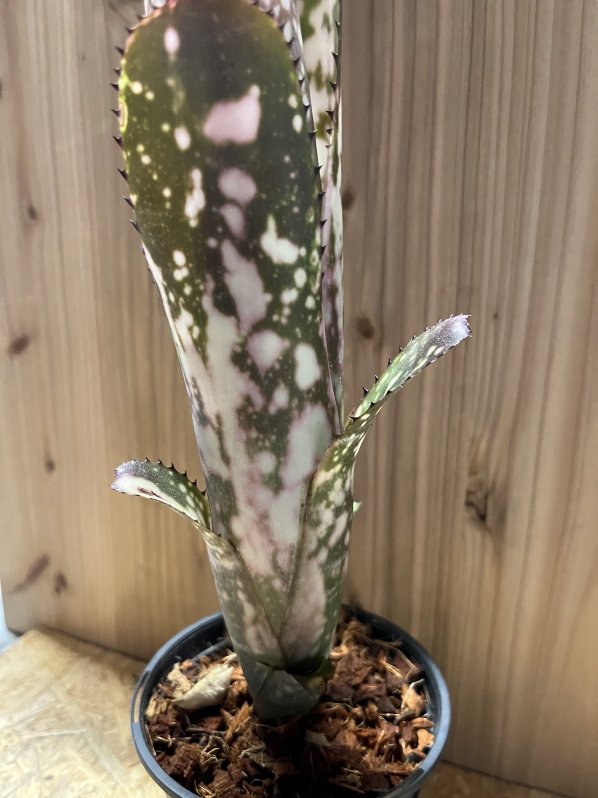 ビルベルギア メリーモナーク | GREEN LUCK