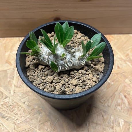 パキポディウム　恵比寿笑い
