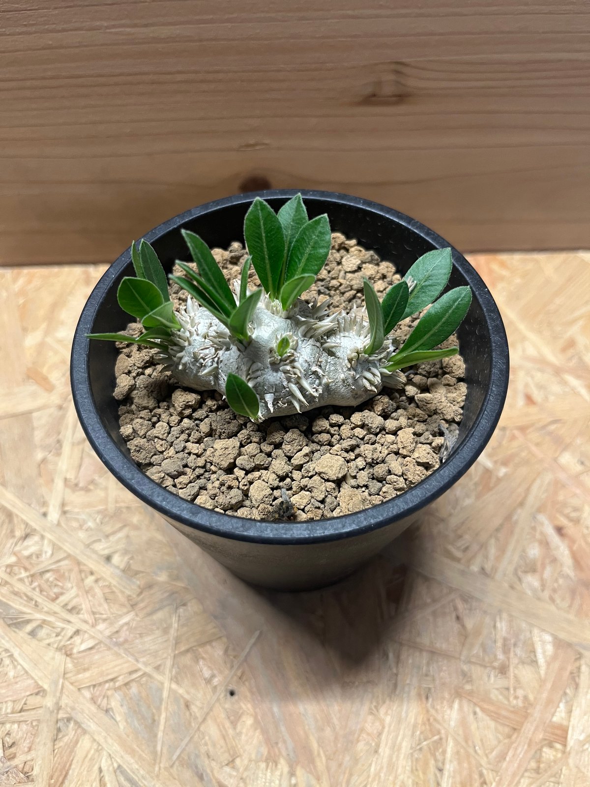 パキポディウム 恵比寿笑い Pachypodium brevicaule ⑰ パキポディウム 恵比寿笑い | GREEN LUCK