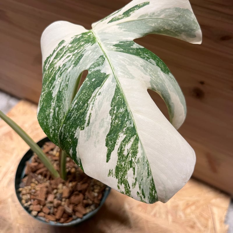 極斑入り モンステラ ボルシギアナ バリエガータ | GREEN LUCK