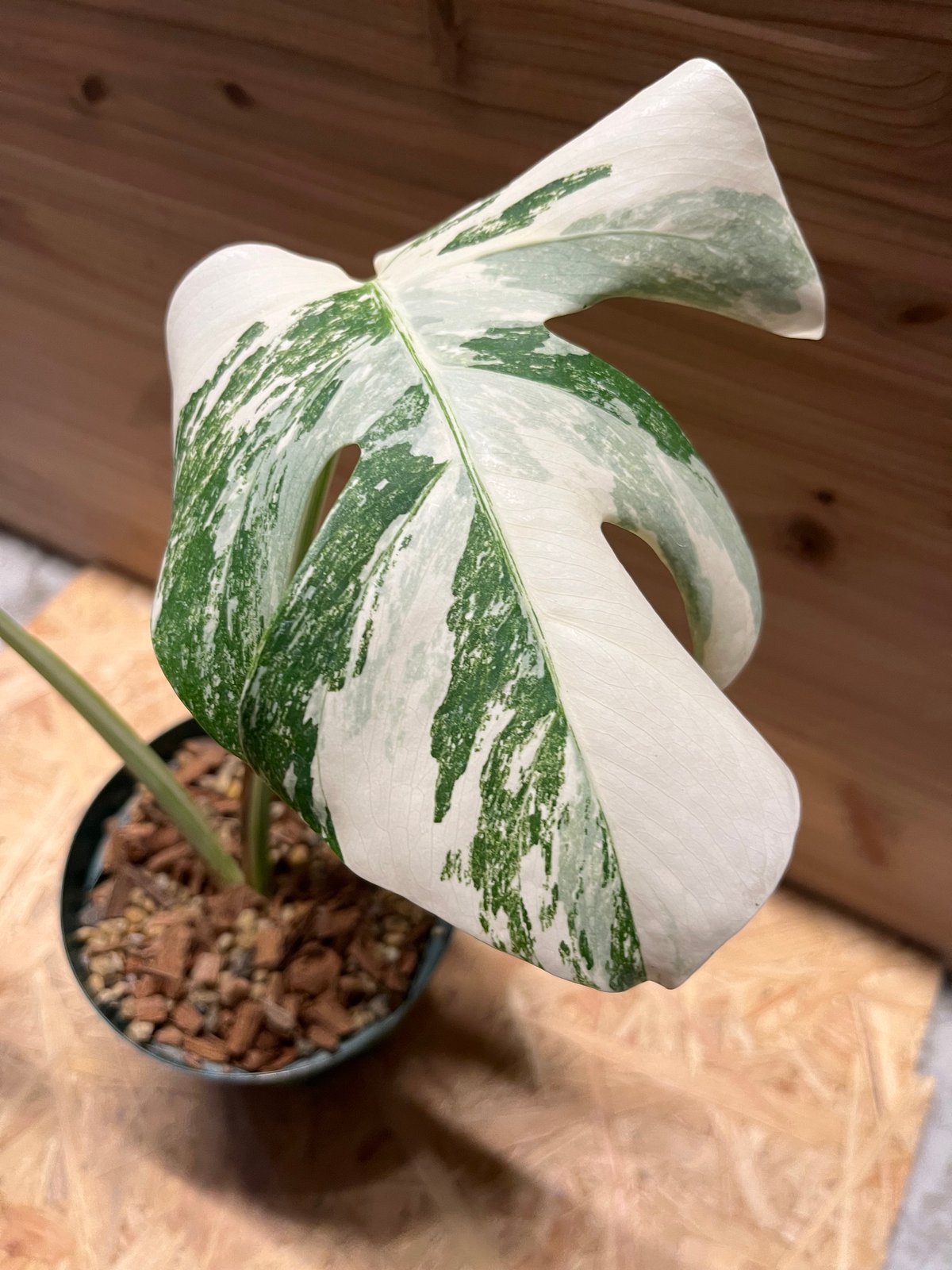 チャメロプスフミリスシルバーブルー耐寒性マイナス6℃