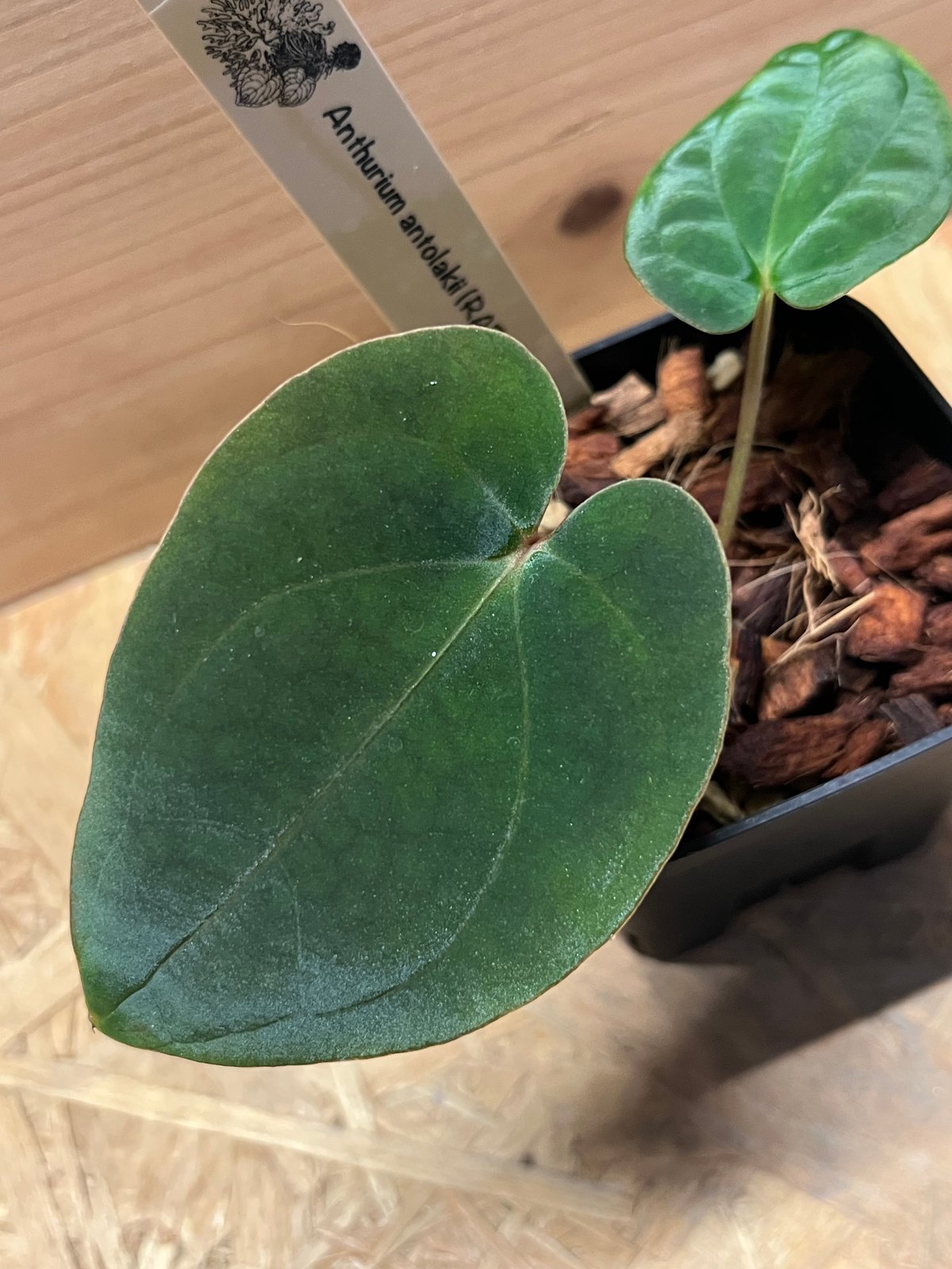 アンスリウム アントラキー （RA7×tezula） | GREEN LUCK