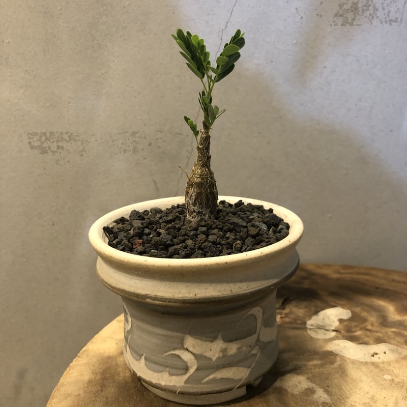 センナ メリディオナリス ×刻紋鉢 | GREEN LUCK