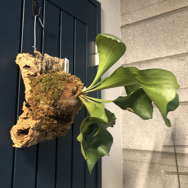 ビカクシダ ヒリーcv ドラゴン | GREEN LUCK