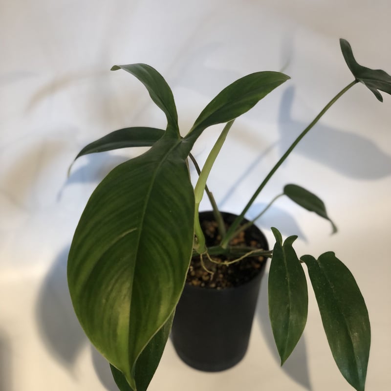 フィロデンドロン 69686 | GREEN LUCK