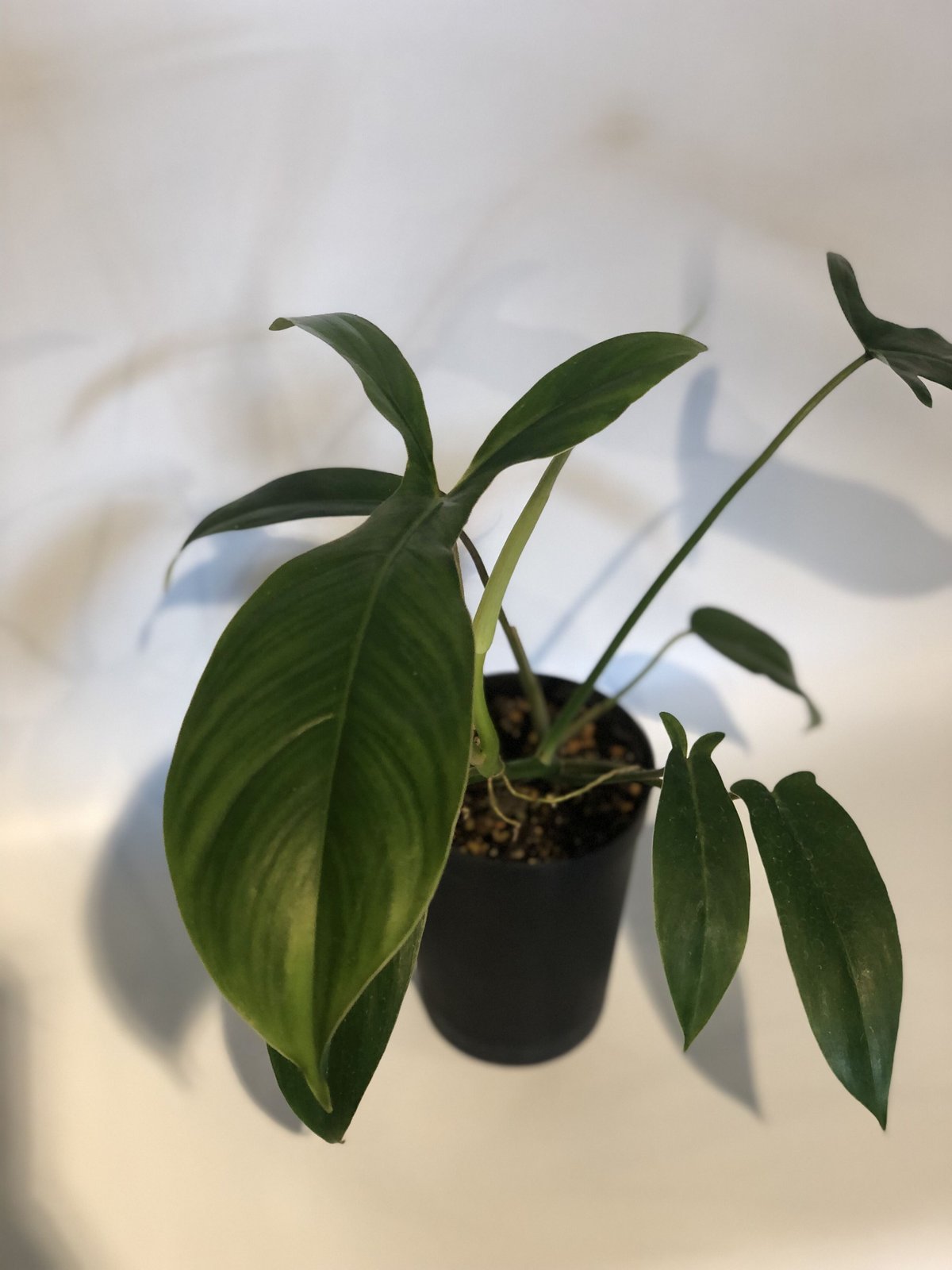 超希少な★フィロデンドロン　ハイブリッド★斑入りA56 超希少なフィロデンドロン ハイブリッド斑入り トップカット苗