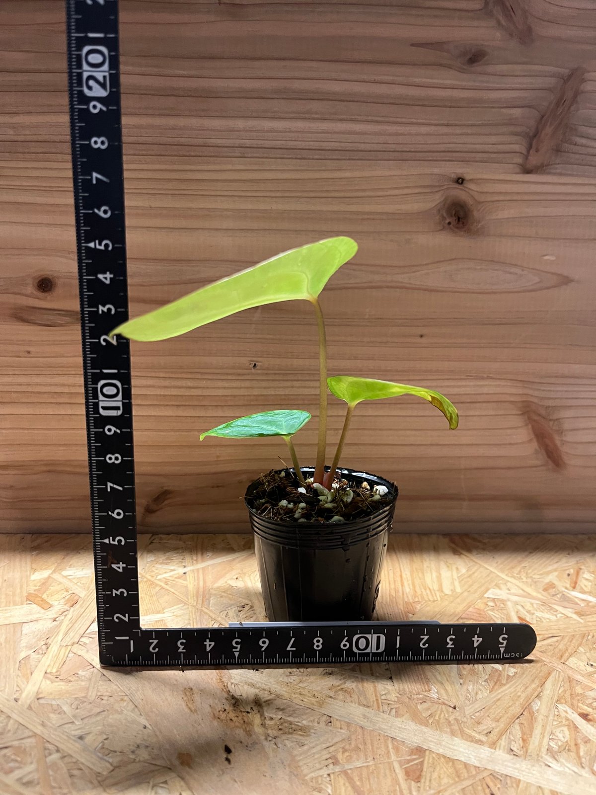 アンスリウム ハイブリッド aff.Besseae×Magnificum Verde | GR