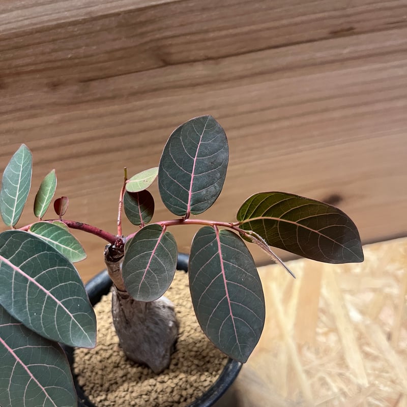 フィランサス ミラビリス | GREEN LUCK