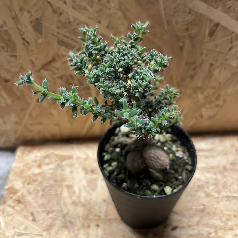 トリコディアデマ ブルボスム 姫紅小松 | GREEN LUCK