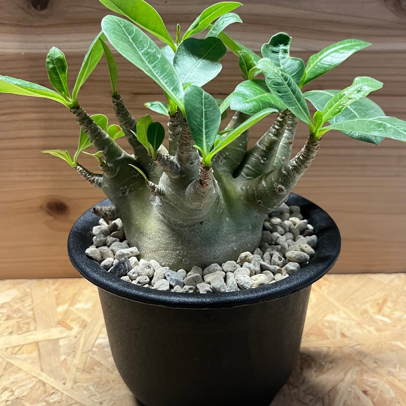 アデニウム モンスター 塊根植物 選べるアデニウム モンスター 5号鉢 