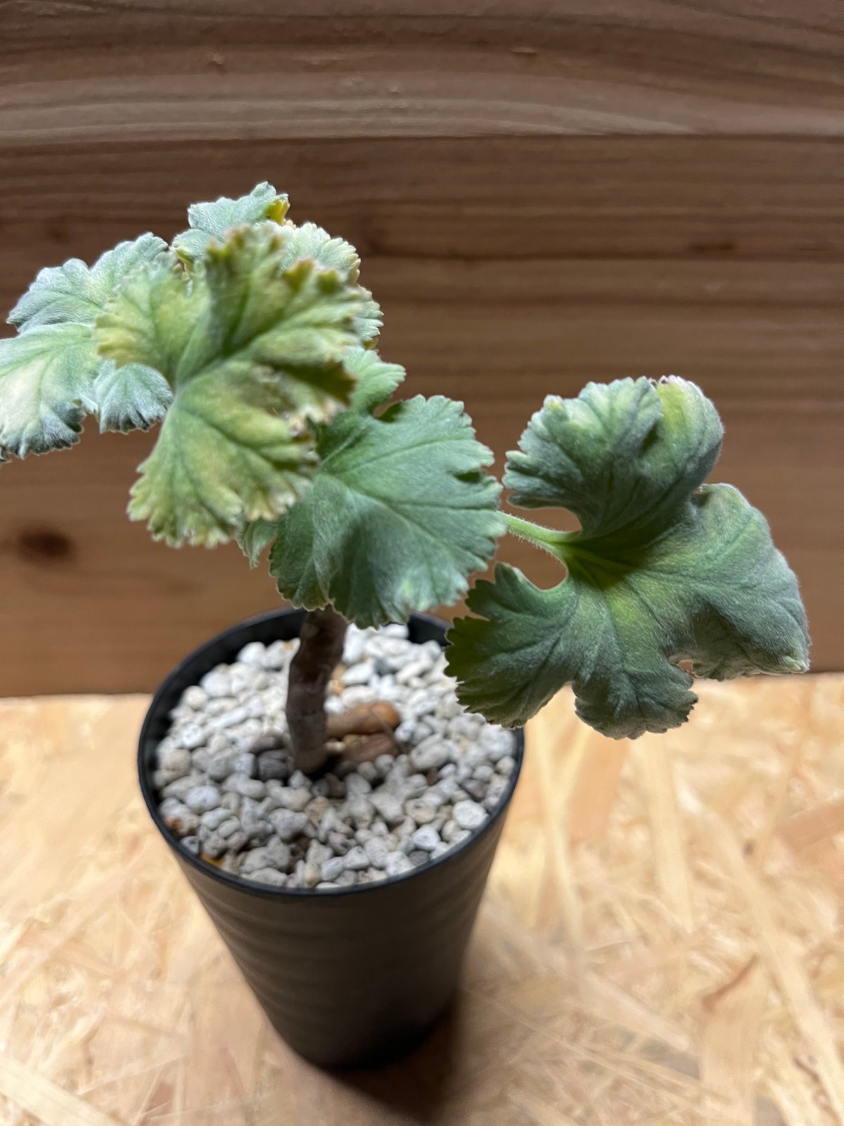 ペラルゴニウム ミラビレ | GREEN LUCK