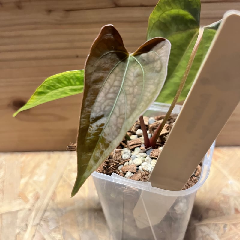 アンスリウム パンプキンスパイス×パピリラミナム ラルフライナム