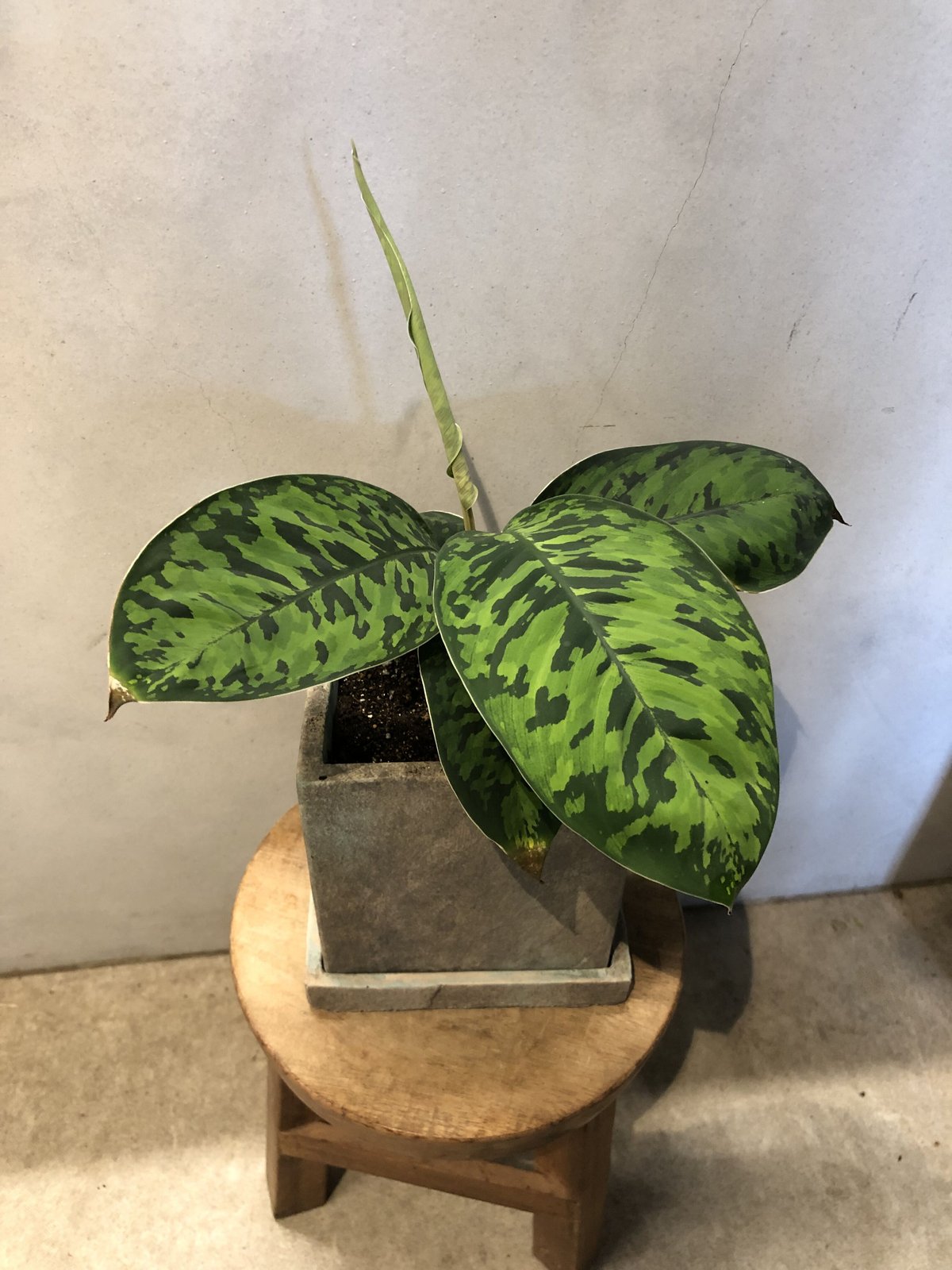 ホマロメナ ワリシー カモフラージュ＋クロコダイルファーン＋ジャックリン ホマロメナ ワリシー カモフラージュ | GREEN LUCK