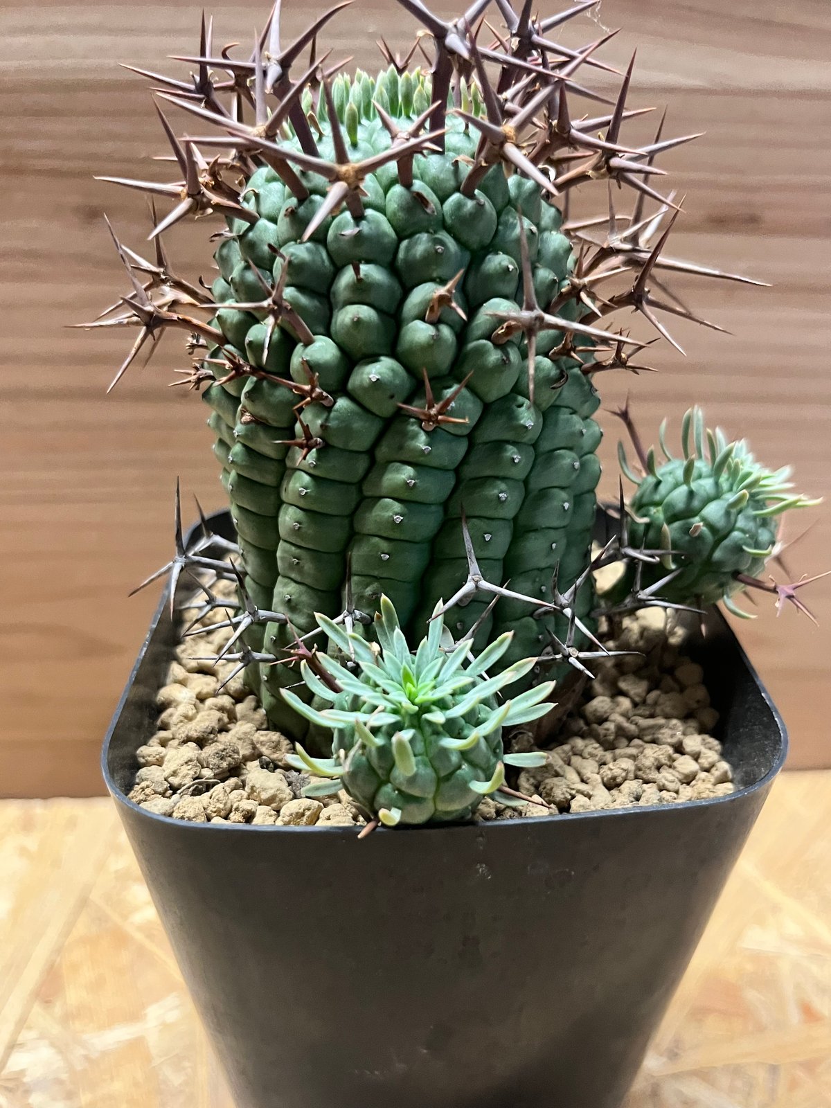 ユーフォルビア ステリスピナ 群星冠 | GREEN LUCK