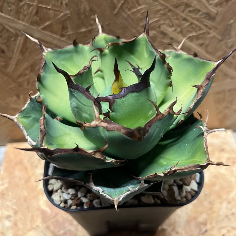 アガベ チタノタ Persian Dwarf | GREEN LUCK