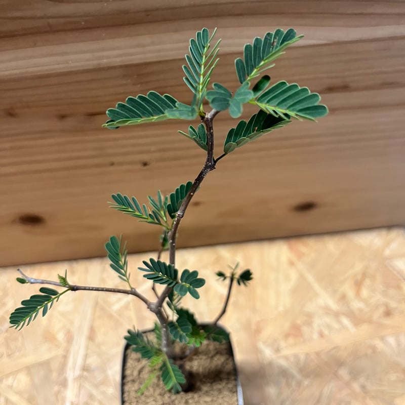 センナ メリディオナリス | GREEN LUCK