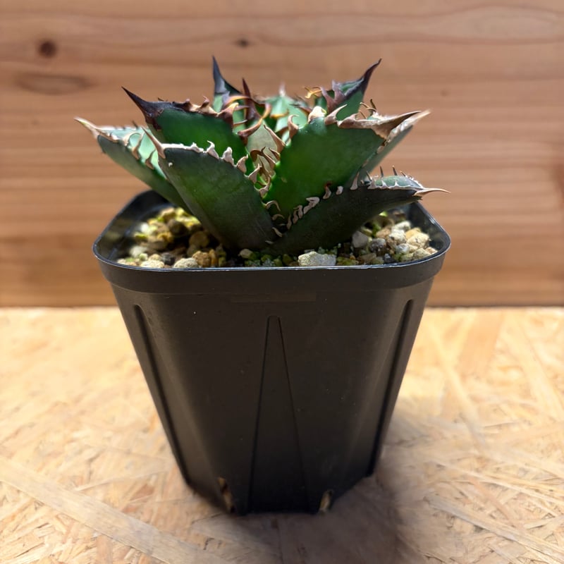 アガベ チタノタ 'レッドキャットウィーズル' | GREEN LUCK