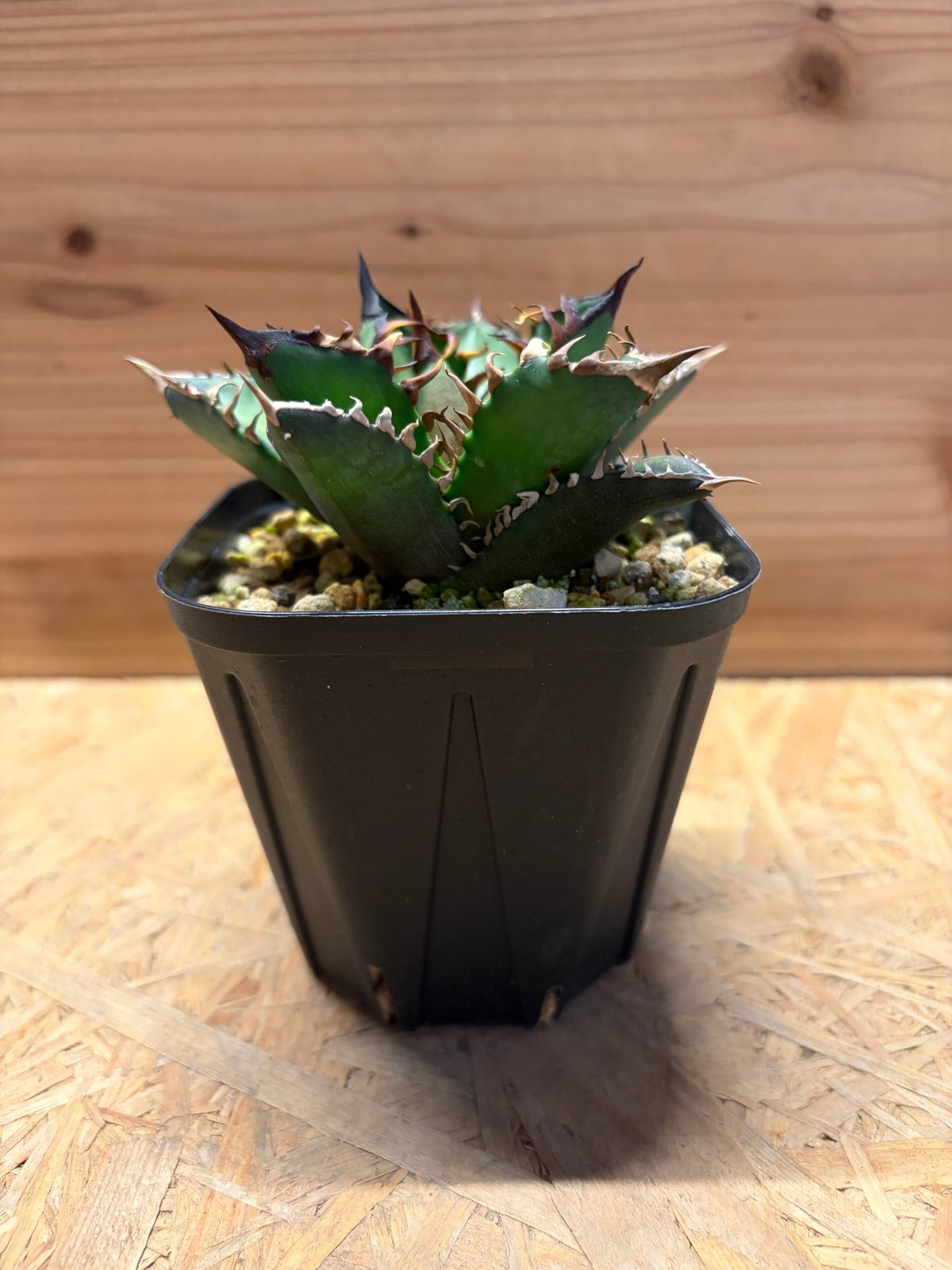 アガベ チタノタ 'レッドキャットウィーズル' | GREEN LUCK